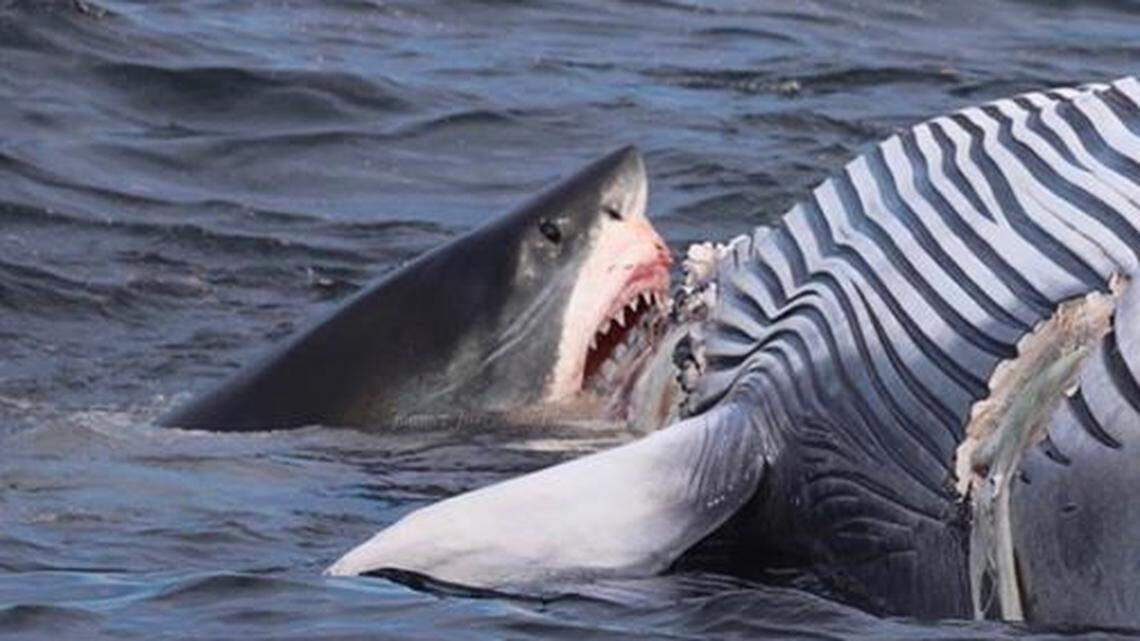 The scene whale watchers came upon Sunday in Cape Cod Bay. The shark was estimated to be 18 feet long.