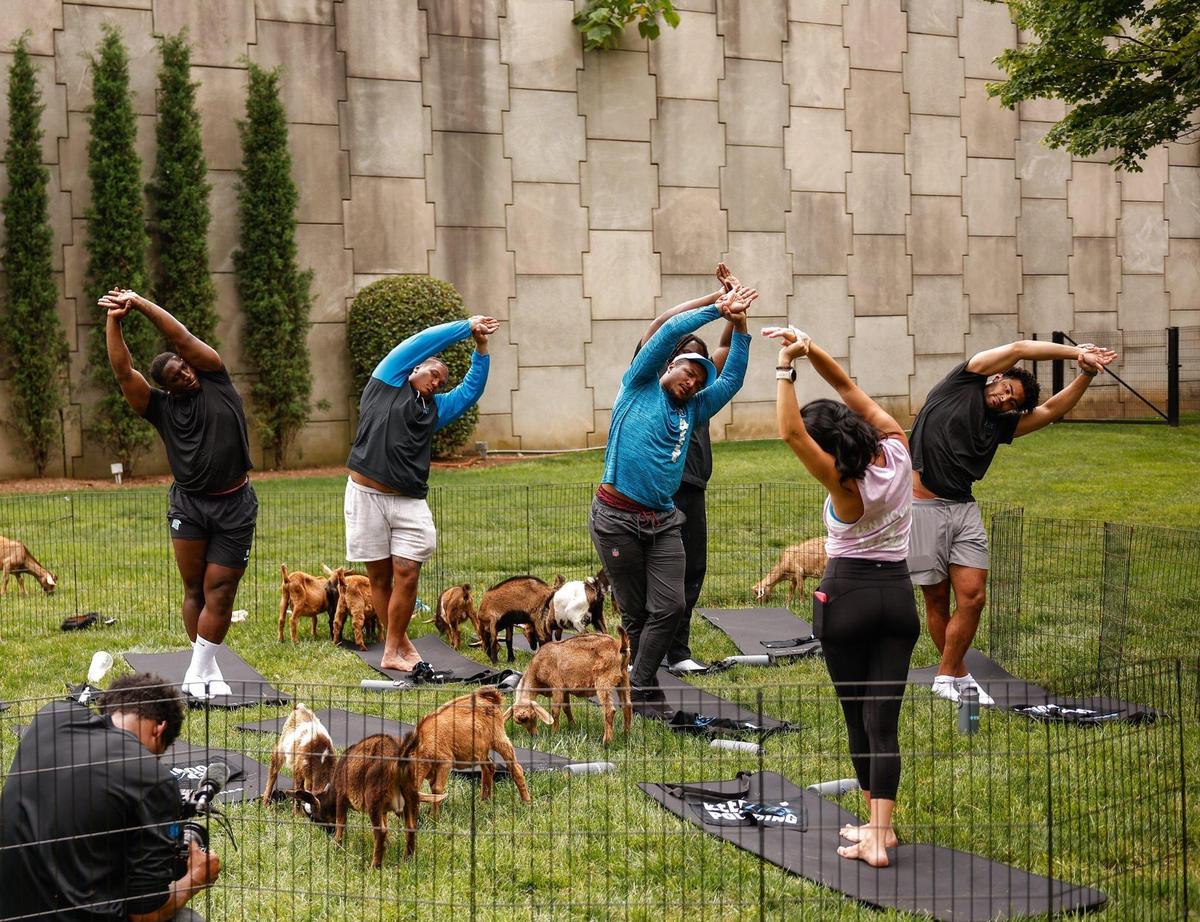 Panthers players participate in goat yoga on Monday at Bank of America Stadium. The Panthers brought in the goats as part of mental health awareness month.