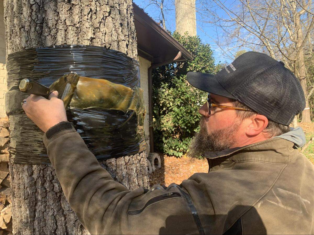 Heartwood plant healthcare specialist Chris Diffley bands a Willow Oak tree in the Foxcroft neighborhood. The company says orders to band trees are down 90% in just two years.