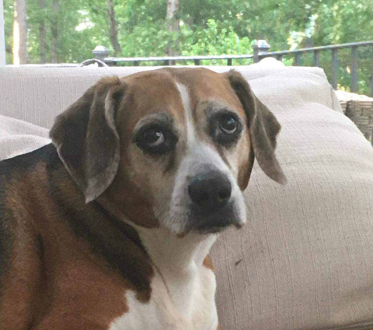 Fern Fowler, longtime troublemaker living in the household of Charlotte Observer columnist Scott Fowler, wears her usual guilty expression as she contemplates doing something else that will cause a mess.