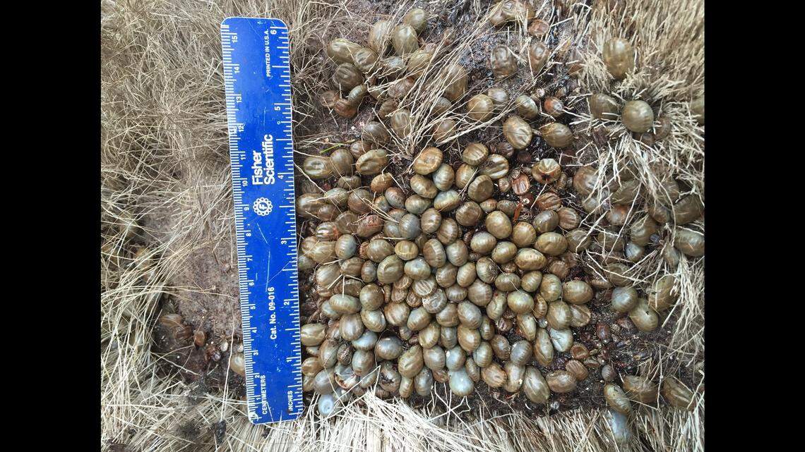 Hordes of bloodthirsty ticks are mercilessly drinking animals to death in New England, according to Vermont Fish & Wildlife.