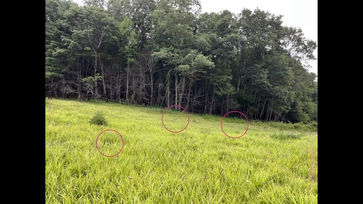 Turns out there are three elk in the photo, and it’s their ears that give them away. The National Park Service circled them.