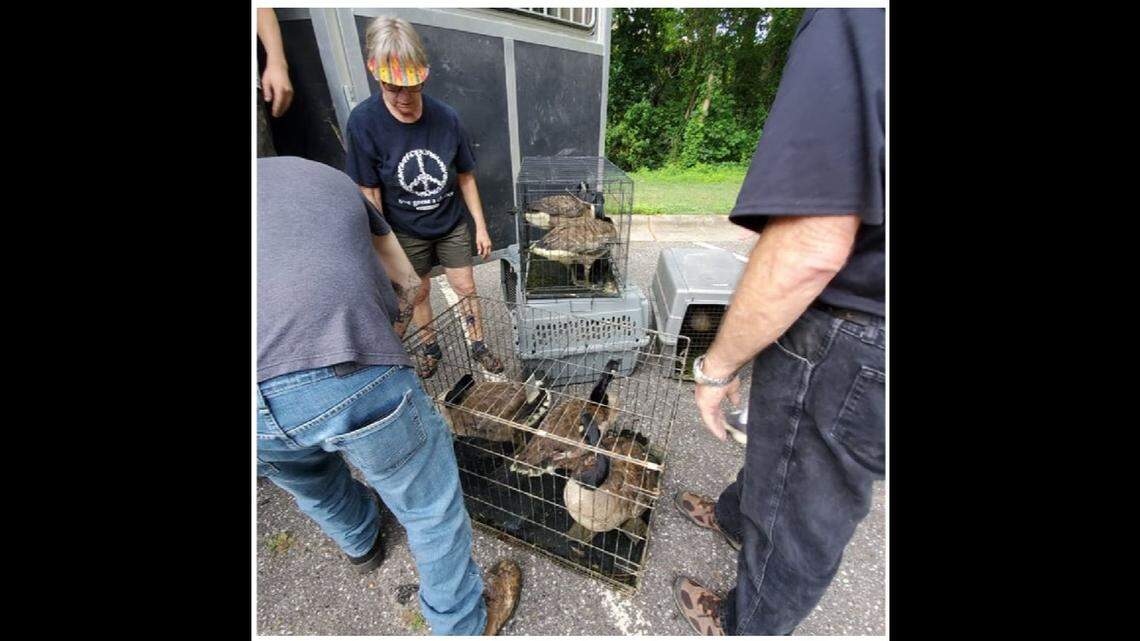 The nonprofit group Carolina Waterfowl Rescue collected ducks and geese at a North Carolina park after reports the fowl were being harmed.