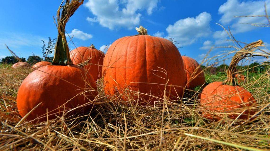 Pumpkins out in the fields. Carrigan Farms is a family owned fifth generation farm located in Mooresville on over a 100 acres.