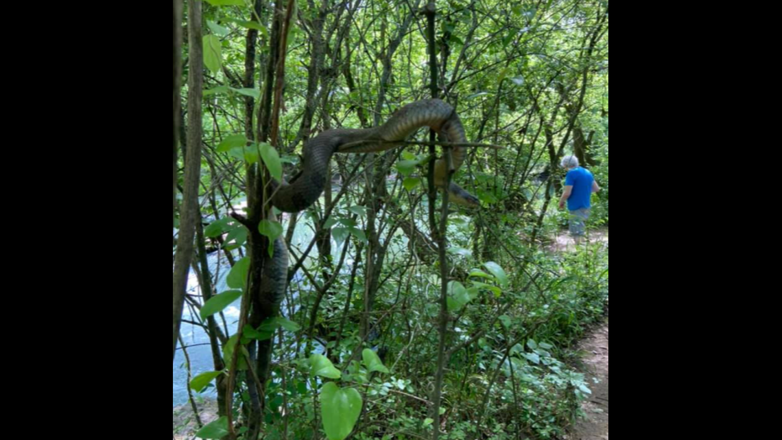 Courtnie Dunn was hiking with her two children in a Smyrna, Tennessee, park when she spotted this rather large snake dangling from a tree. It’s believed to be a nonvenomous water snake.