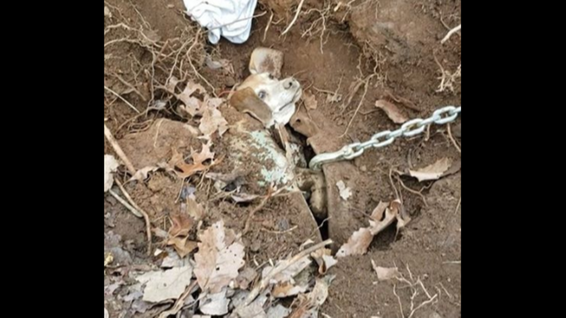 A missing dog case turned strange in Franklin County, Virginia, when the owners realized their beagle had gotten trapped underground in a buried vehicle.