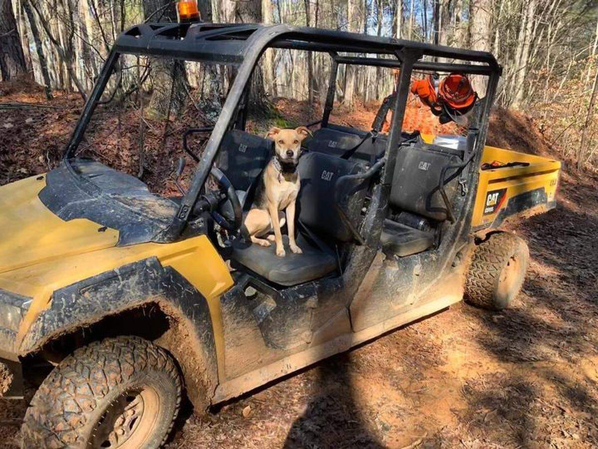 “Project supervisor” Lucy keeps an eye on construction on a planned 19-mile network of hiking and mountain bike trails in Mountain Creek Park on Wednesday.
