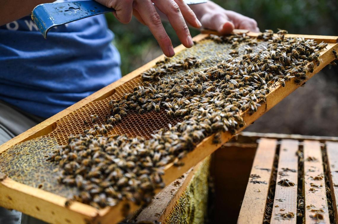 Head beekeeper for BEE Downtown, Harrison Bolton, shows a panel from a bee hive during a demonstration at Carillon Tower on West Trade Street on Wednesday, February 2, 2022 in Charlotte, NC.