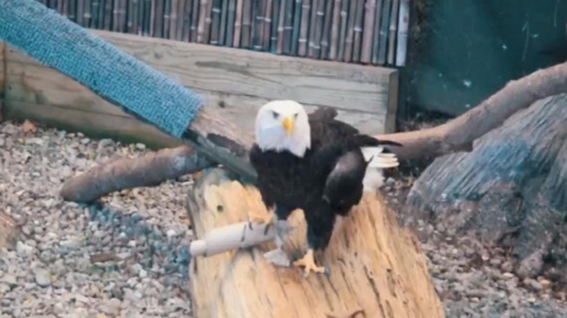 Snake skin wrapped in cardboard serves as tasty snack for bald eagle, video shows