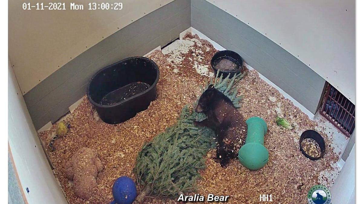 Orphaned bear cubs will cuddle with the Christmas trees, which remind them of their moms.