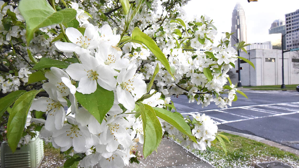 Sneezing, coughing and itchy eyes: How to manage your allergies in spring