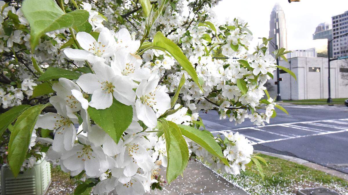 Spring is seasonal rebirth and can be beautiful but the rebirth of trees, flowers and other plants fills the air with pollen which can be a misery for those with allergies.