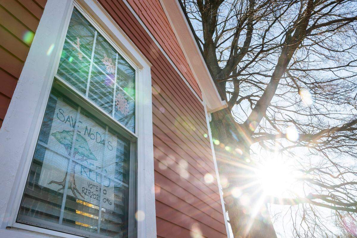 A sign stating Save NoDas Tree is seen in the the window of a house in the 3300 block of North Alexander Street on Monday, January 10, 2022 in Charlotte, NC.