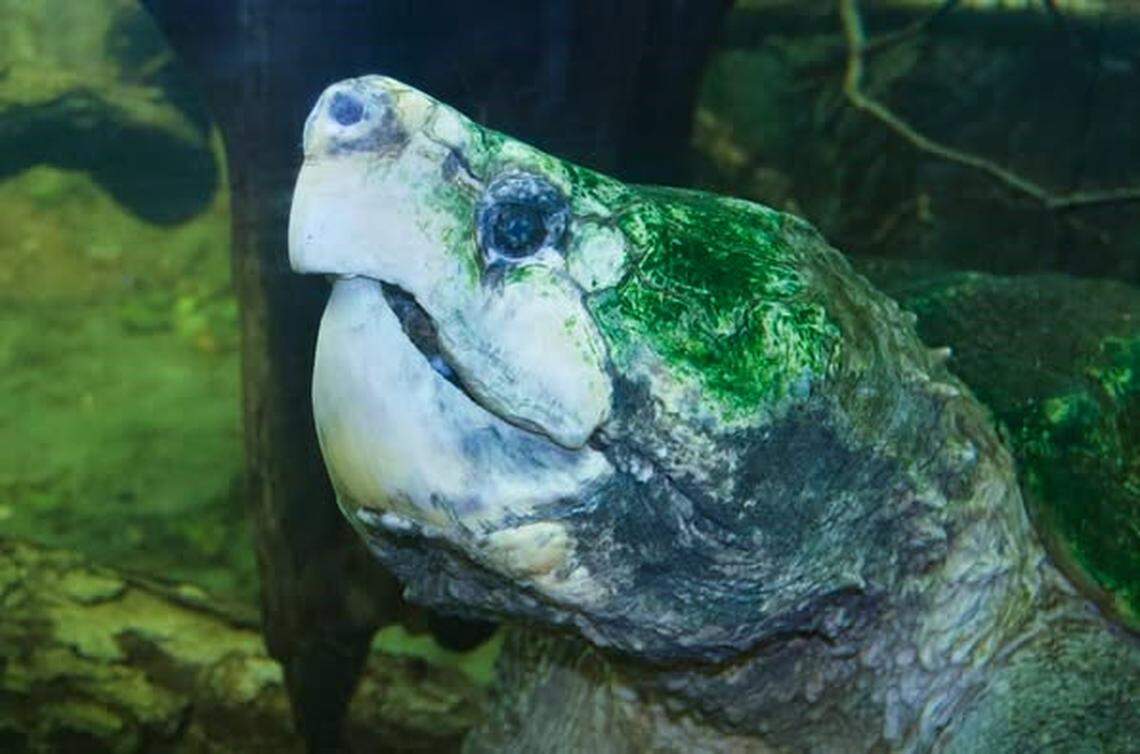Max lived in the North Carolina Zoo’s Cypress Swap since 2015 and was a favorite of staff and visitors, Keeper Audrey Williams said.