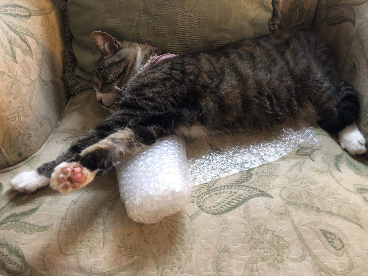 Weez loves to play with bubble wrap.