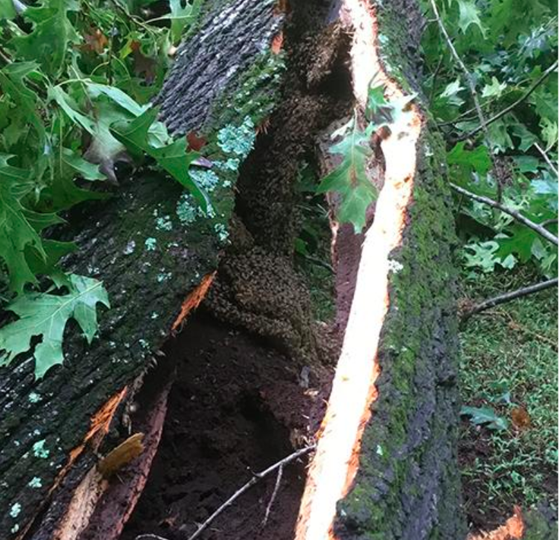 Bees swarm inside the rotted-out tree.