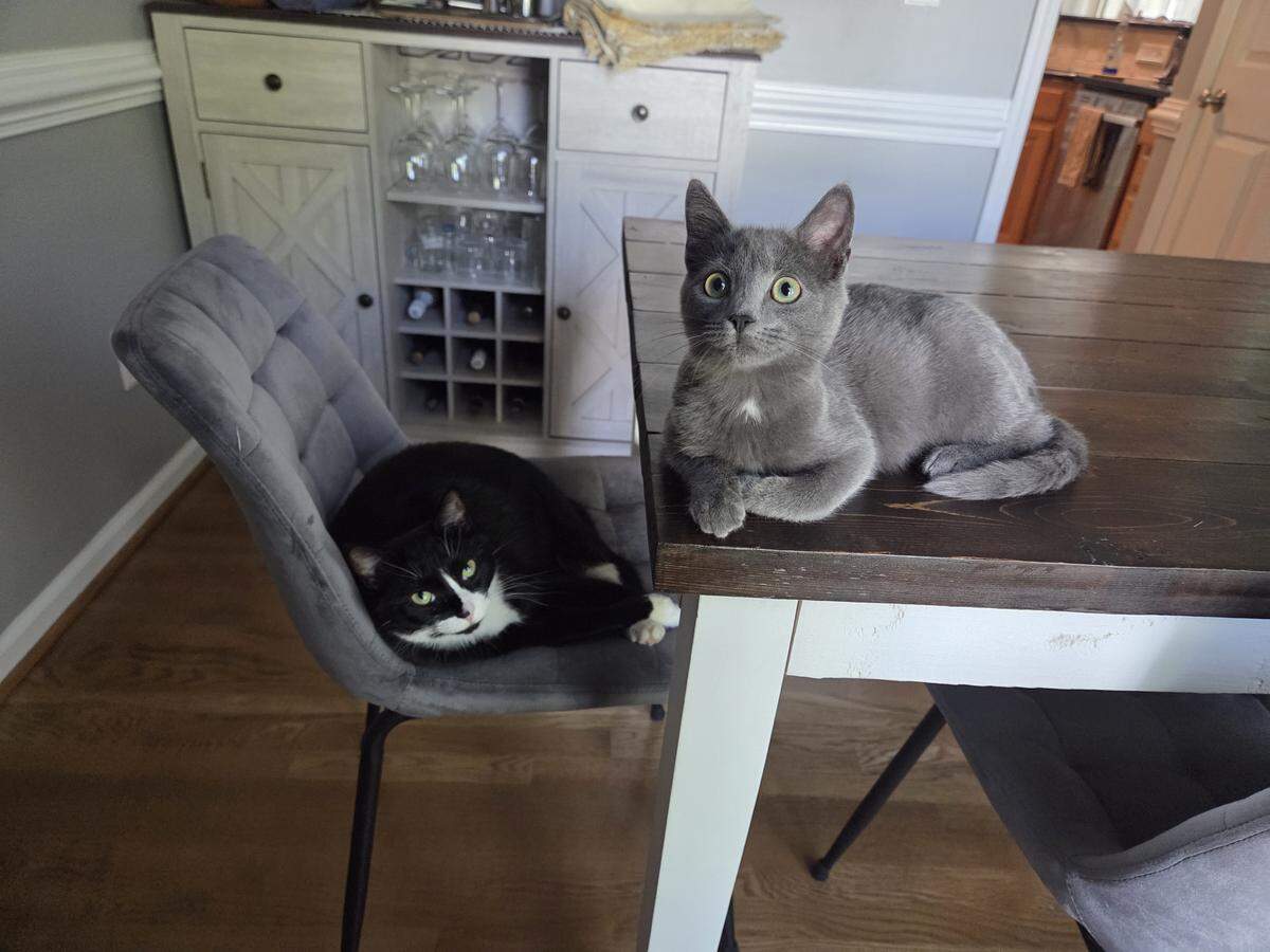 Two cats, one black and white, the other solid gray, sitting on a chair and a table in a home dining room.