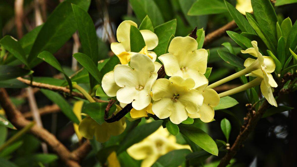Yellow Carolina jessamine flowers tend to attract bees, hummingbirds and butterflies.