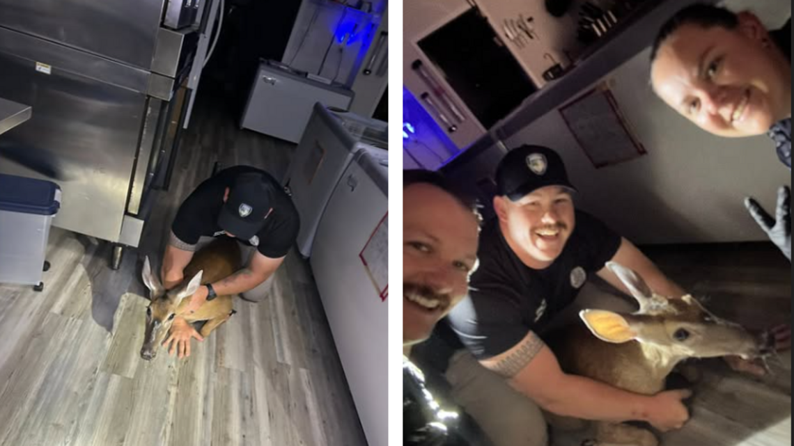 Animal smashes through restaurant’s front door and refuses to leave, NC police say