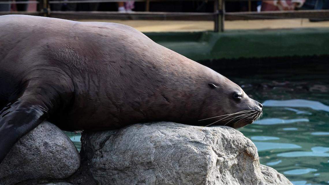 Meet Chonkers, the 2,000-Pound Sea Lion in San Francisco