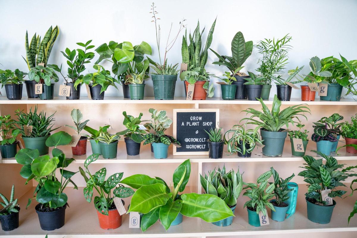 Grow: A Plant Shop is now on display at Khali Yoga in NoDa.