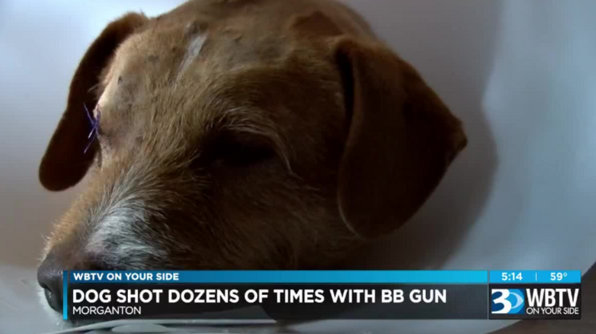 Morganton, N.C., family says their dog was shot more than 100 times with a BB gun. WBTV photo