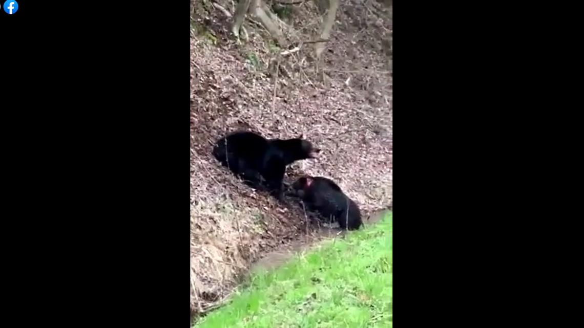 This is a scene from Philip Talbot’s video of the bear killing a wild hog outside of Gatlinburg, Tennessee.