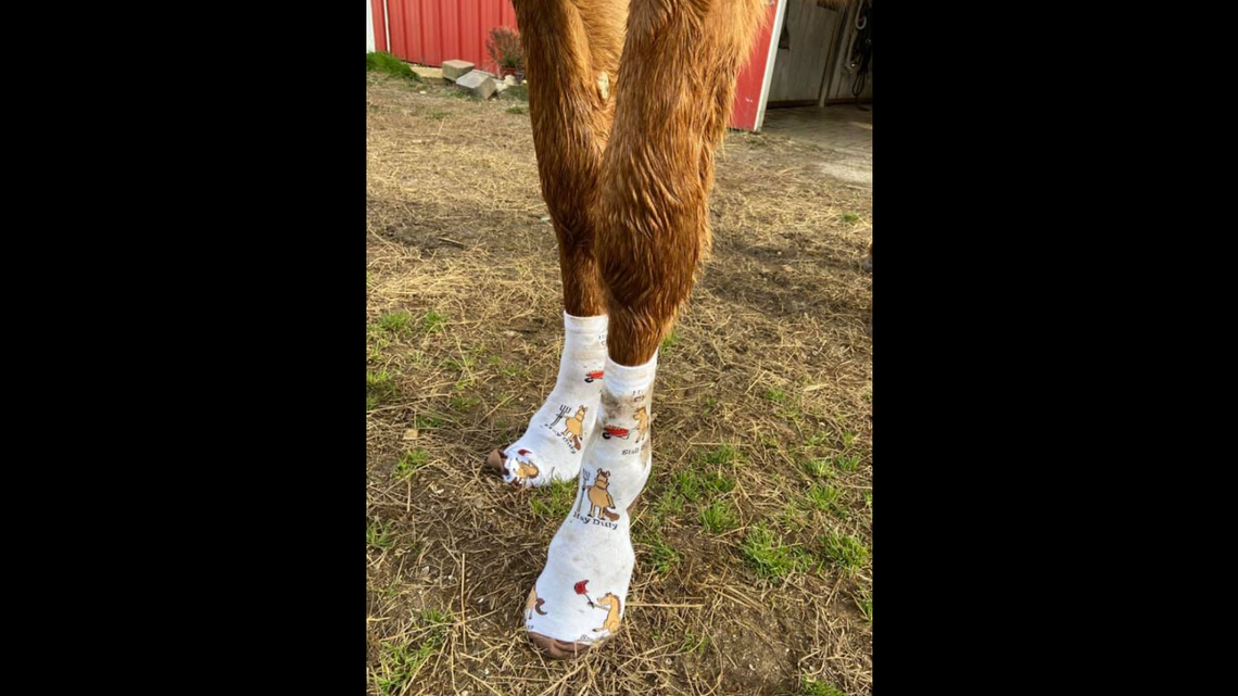 This image of an Outer Banks wild horse wearing socks got a lot of reaction on social media.