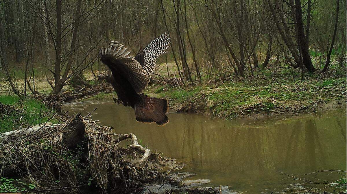 The N.C. Candid Critters camera trap program says it captured this photo of a turkey flying in Orange County this year.