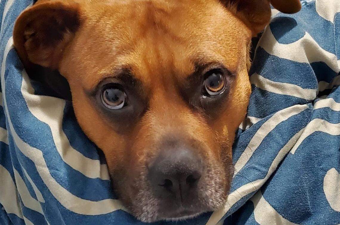 Monetary donations can be made online to support animals through The Humane Society of Charlotte.