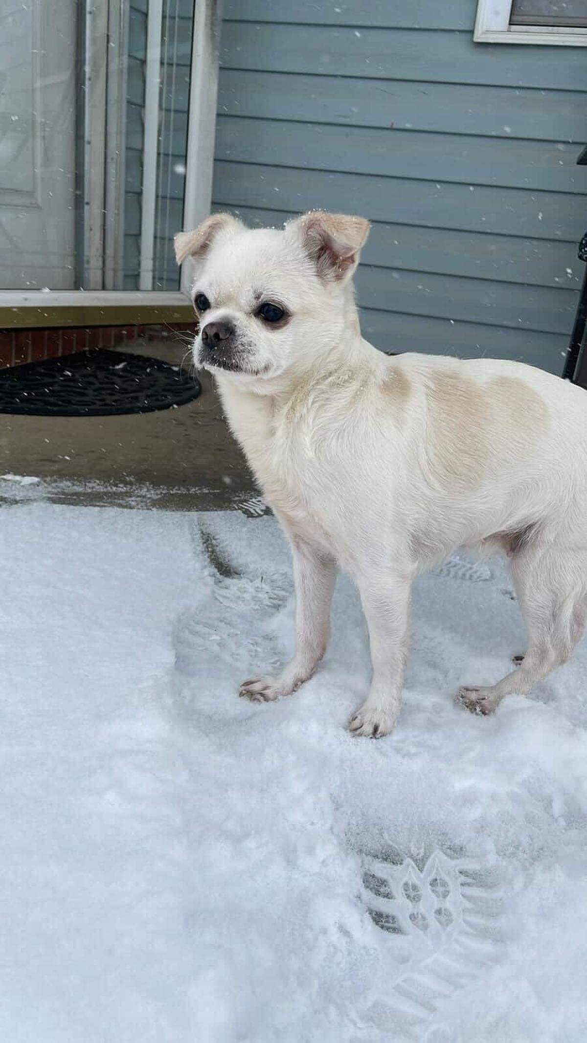A small dog stands in the snow in the Charlotte area on Saturday, January 31, 2026.