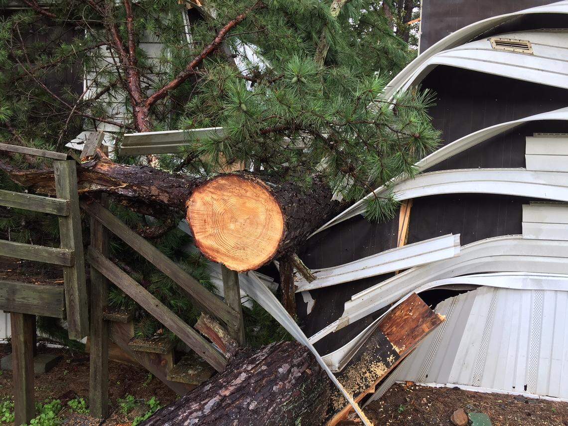 The tree that smashed the Gill family’s mobile home outside Dallas, N.C., was about 20 inches in diameter at the base.