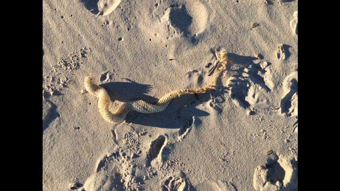 Strange “snake skeletons” recently found coiled up on Outer Banks are egg casings for a large marine snail called the whelk.