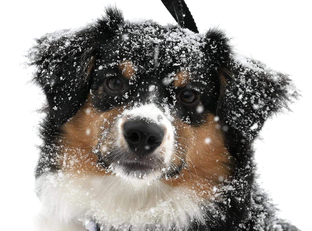 The fresh falling snow covers Jules Stukel’s puppy Goose as they enjoyed walking in the falling snow on Saturday, January 31, 2026 in Charlotte, NC.