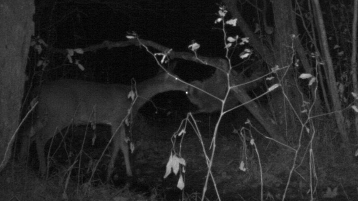 What are this deer and raccoon up to? State biologists are dying to know. North Carolina’s Candid Critters photo