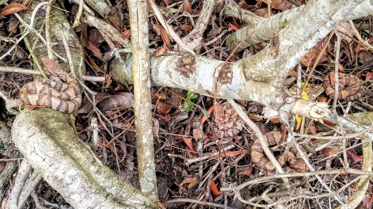 The photo Nylia Laney took while hiking at Back Bay National Wildlife Refuge in Virginia. The snakes are juveniles. Nylia Laney photo