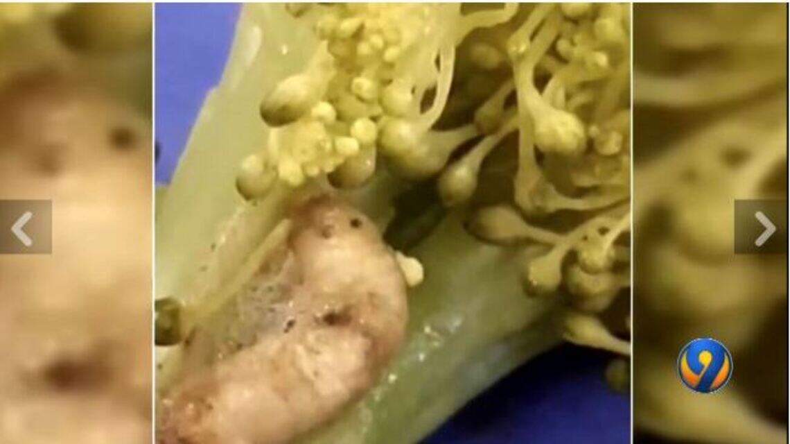 Worm-filled broccoli found in North Carolina university cafeteria, health officials say