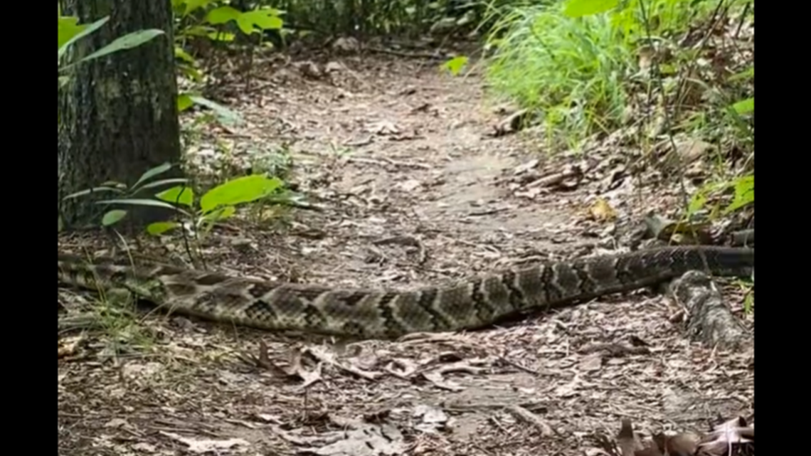 A rattlesnake hefty enough to qualify as a speed bump was recorded blocking a hiking trail in Tennessee, and viewers on social media can’t decided whether to be horrified or dubious.