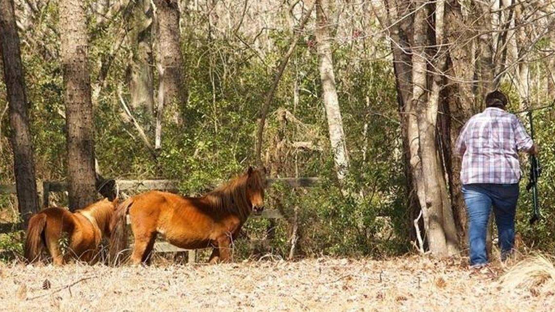 Meg Puckett, with air rifle in hand, makes a suspicious figure among the wild horses on Corolla.