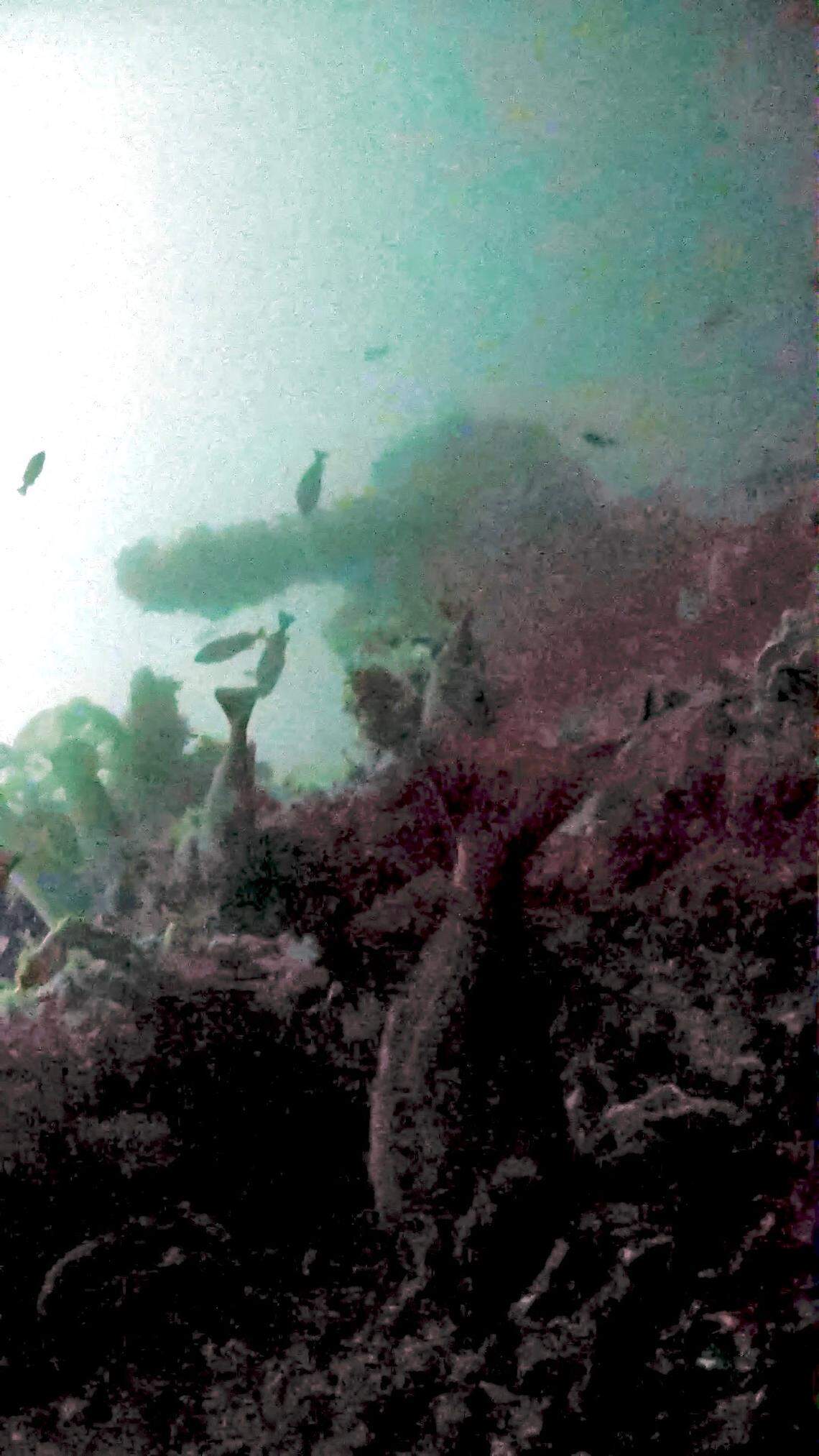 Pictured here is the number 5 (aft deck) 5-inch gun of the USS Abner Read imaged via the project’s remote control craft.