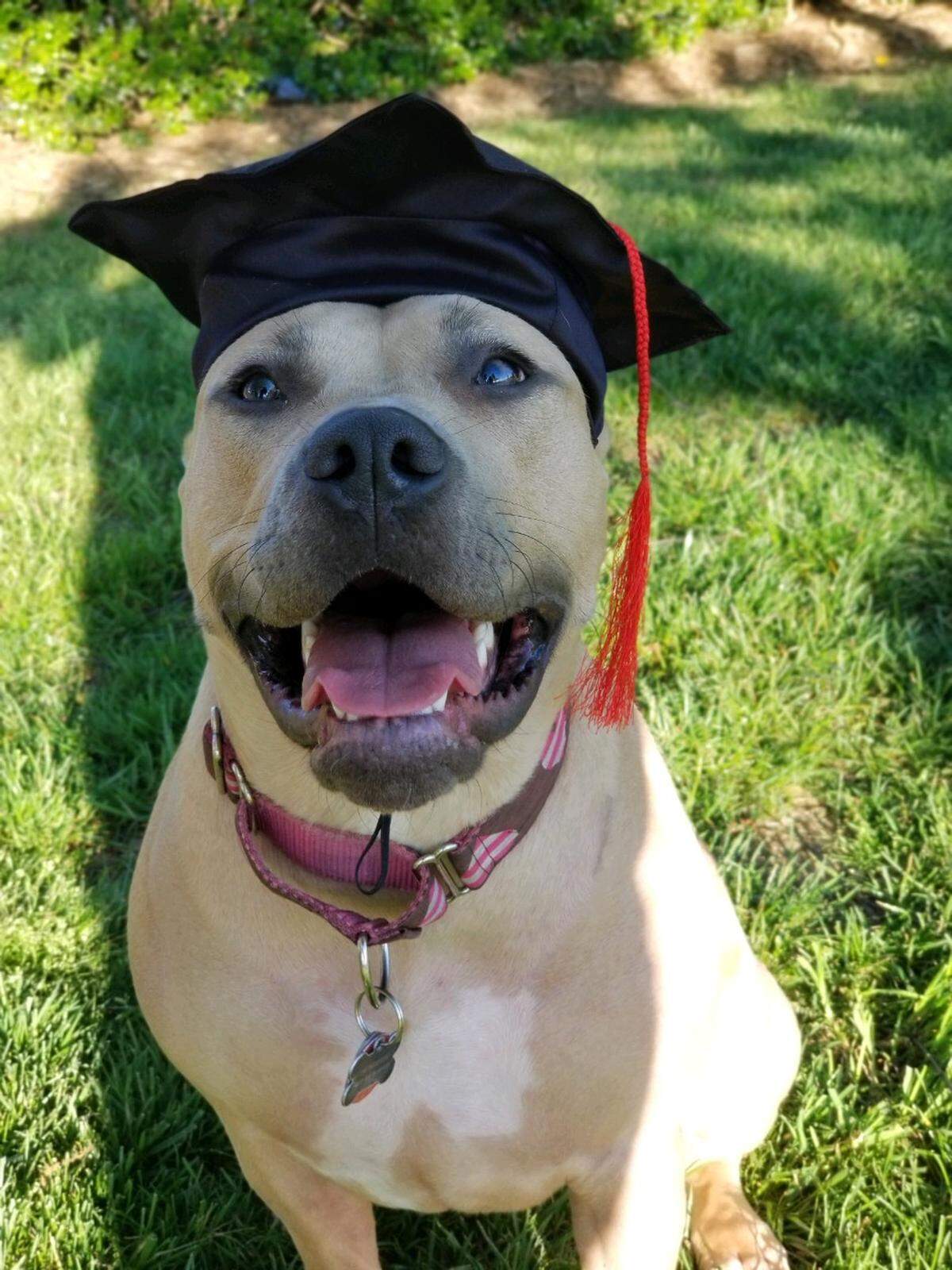 Happy tan dog in a graduation cap sitting on green grass.