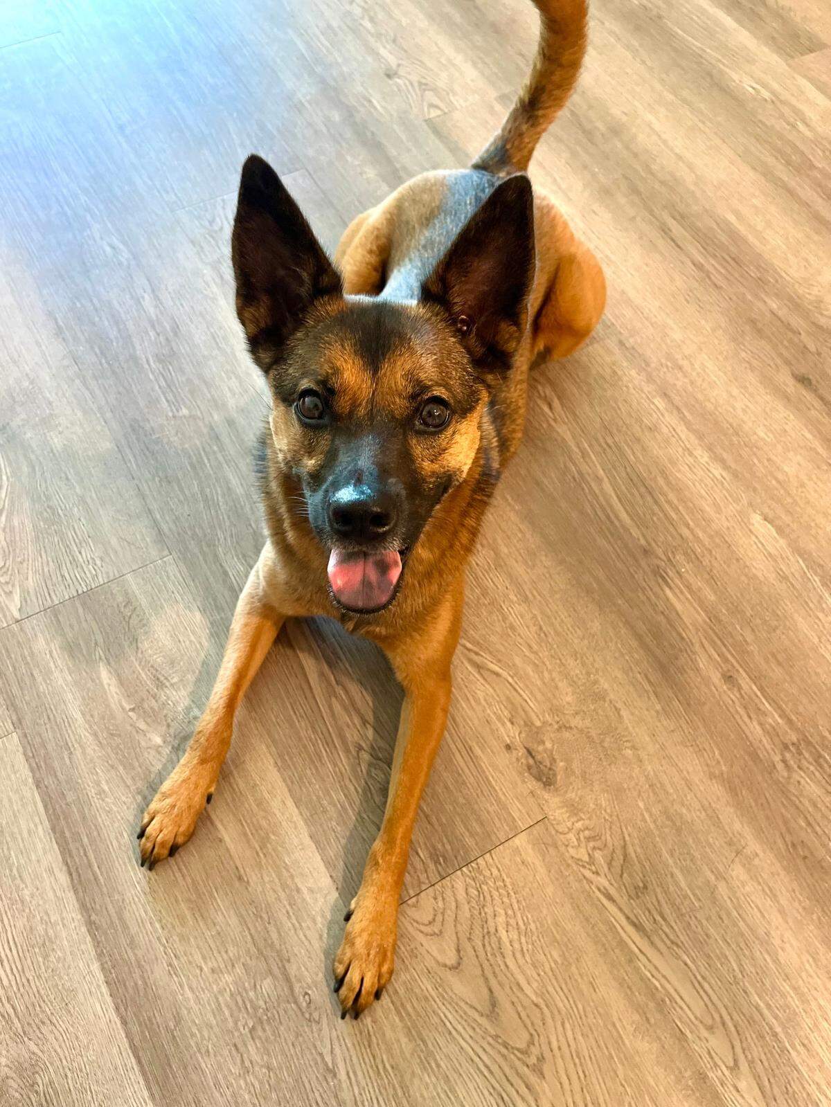 Zara was named a finalist in The Charlotte Observer’s “cutest dog in Charlotte” contest in fall 2024.