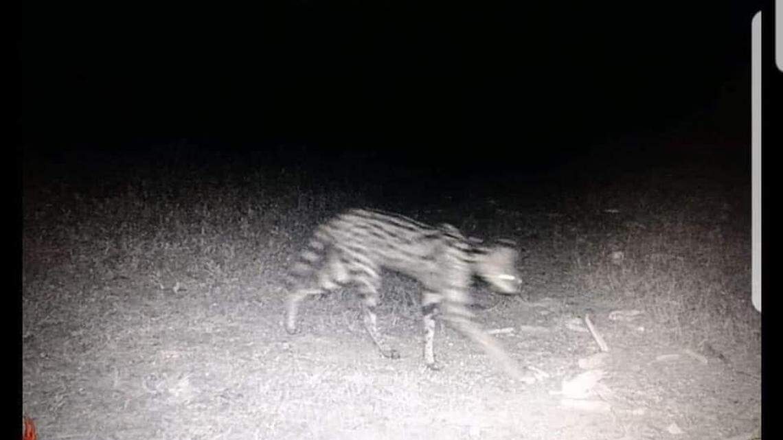 Is this Rocky, the lost serval? The photo was taken Sept. 17 in the Fuquay Varina area near Raleigh, North Carolina. It’s believed he’s traveling east.