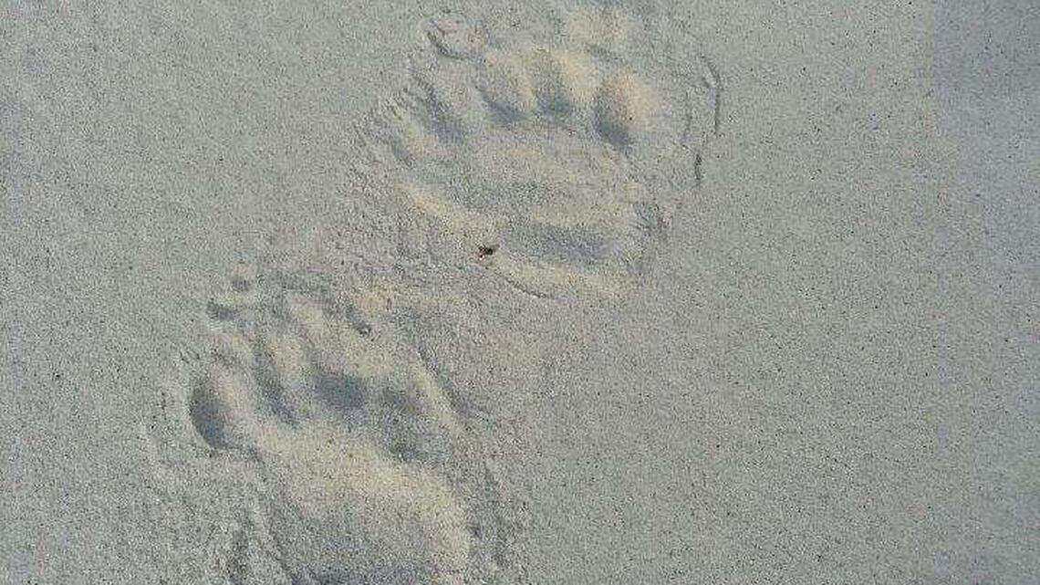 Sandy paw prints and cranberry poop: Troopers catch proof of bears on NC beach