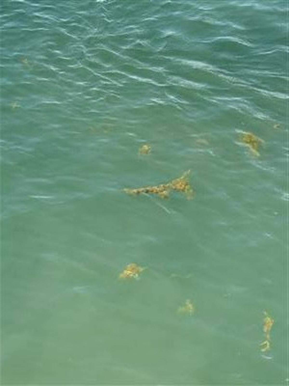 Algae was reported in April in two acres of Lake Norman along an island off the Davidson College Lake Norman campus in southern Iredell County, according to the N.C. Department of Environmental Quality.