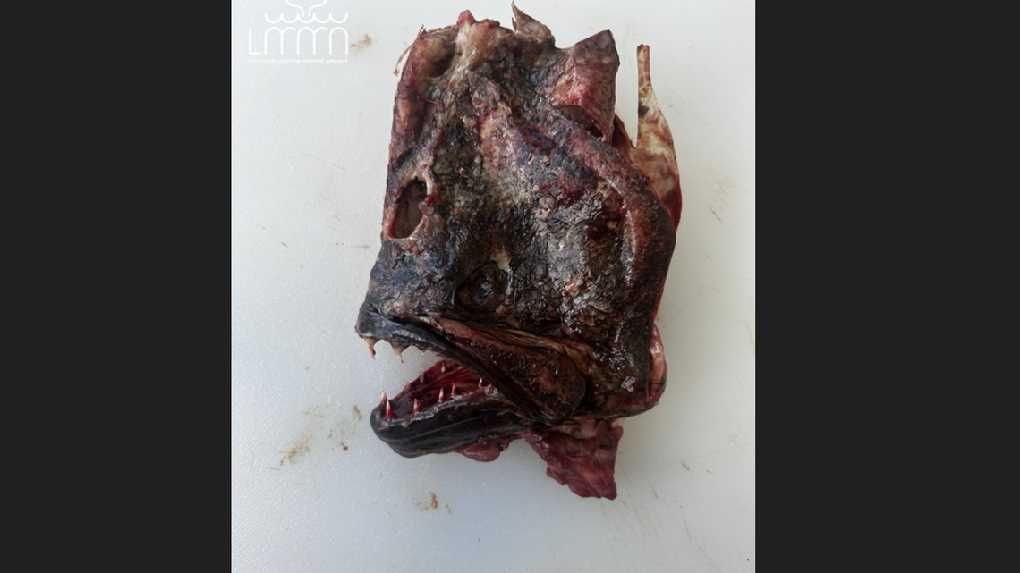 Dead dolphin had something eerie stuck in its esophagus, SC experts discover