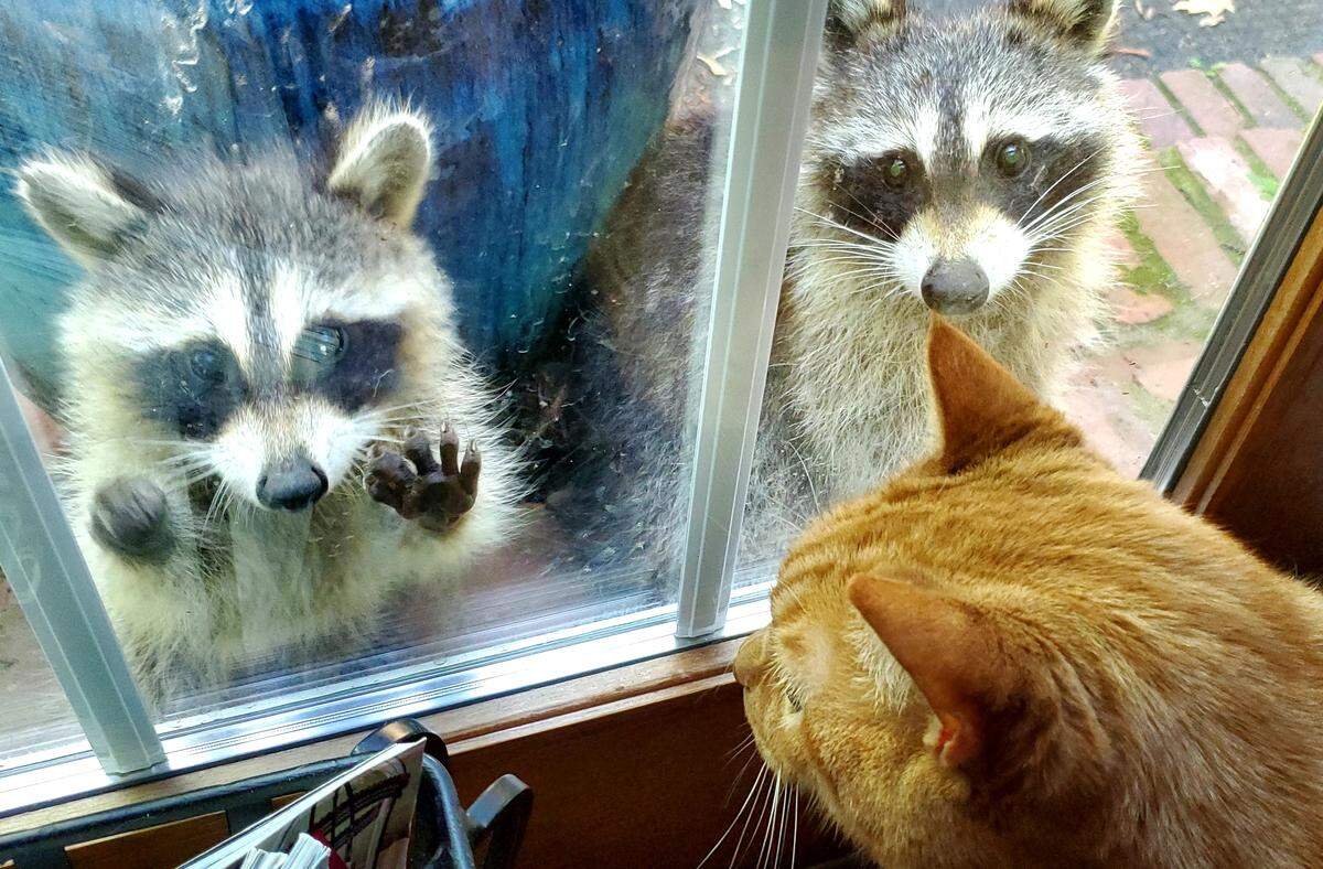 Baby raccoons enjoy visiting Wayne Ewart’s three indoor-only cats, including big orange tabby Little Boy, by greeting the cats at the windows of his south Charlotte home.