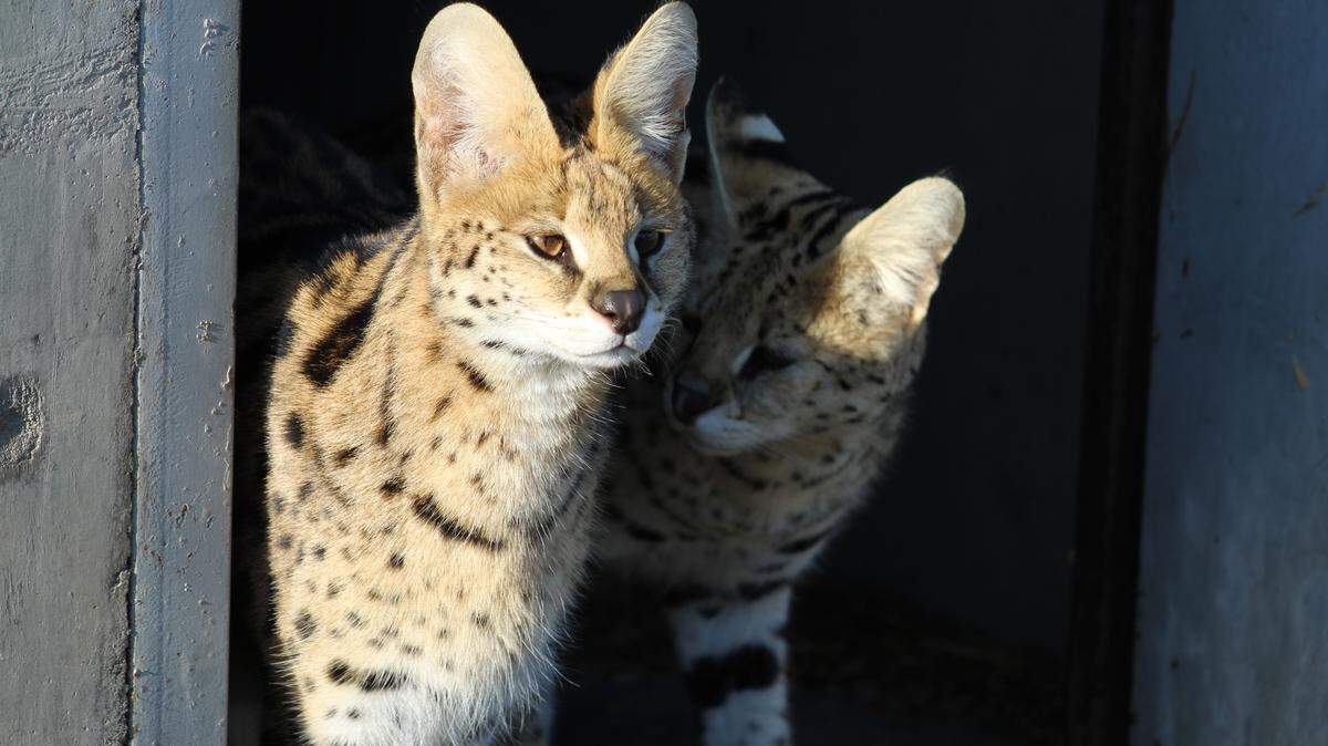 Seven servals taken from a backyard breeder in Canada where they lived in “deplorable” trailers with no water or natural light will arrive at the Carolina Tiger Rescue on Tuesday, according to the sanctuary.