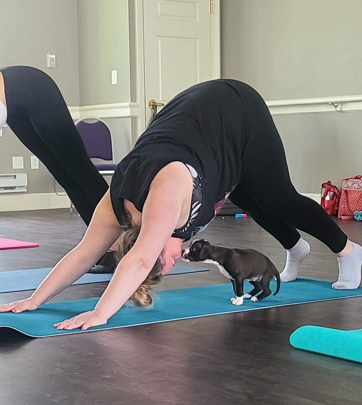 A puppy sneaks a lick from a yogi in down dog at Pits & Giggles’ puppy yoga.