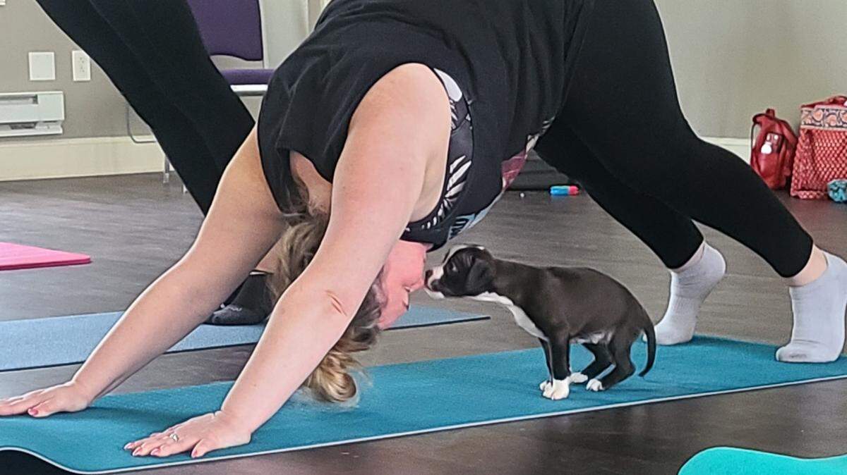 A puppy sneaks a lick from a yogi in down dog at Pits & Giggles’ puppy yoga.